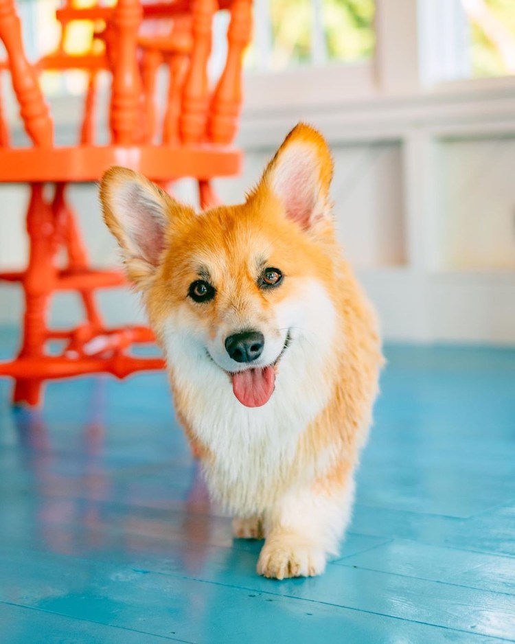 Метис вельш корги пемброк