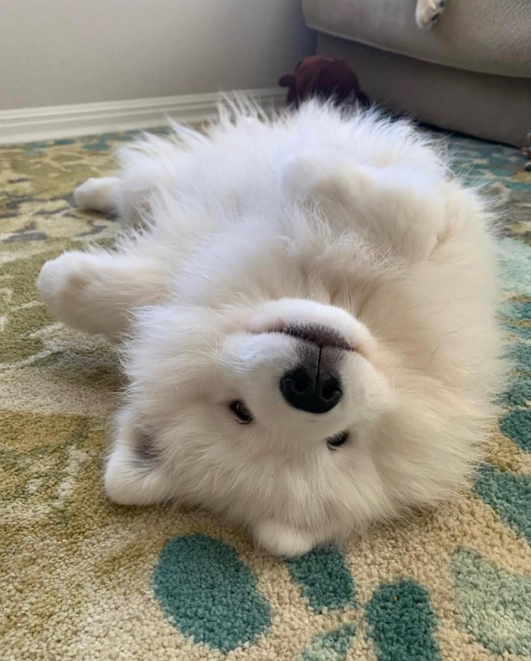 Длинношерстный французский бульдог флаффи