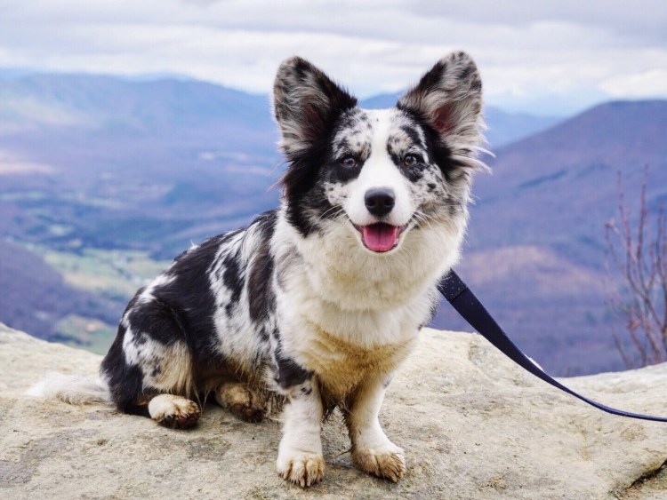 Корги пемброк лохматый