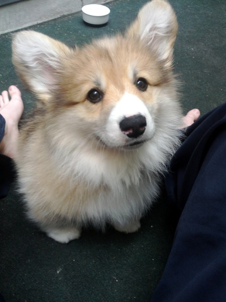 Корги флаффи