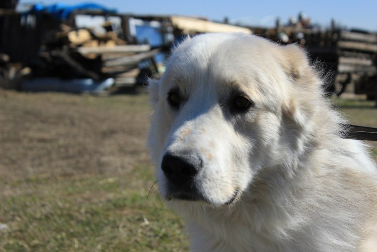 Алабай пятнистый