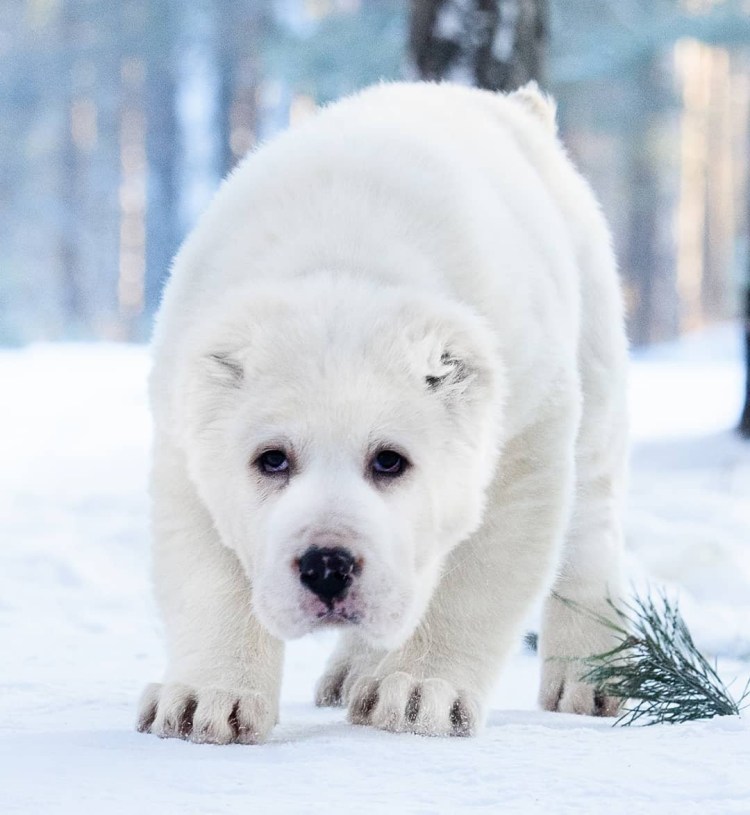 Кавказская и Среднеазиатская овчарка