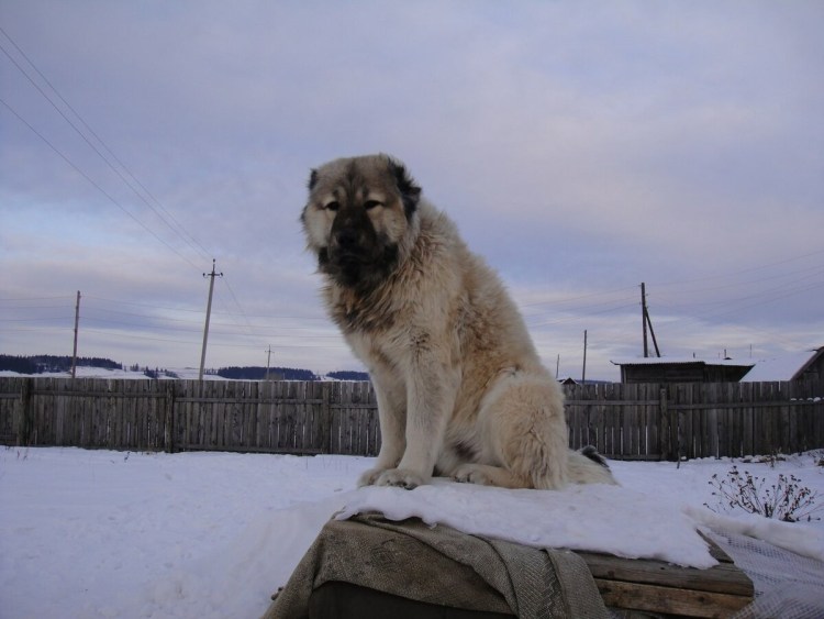Алабай лохматый