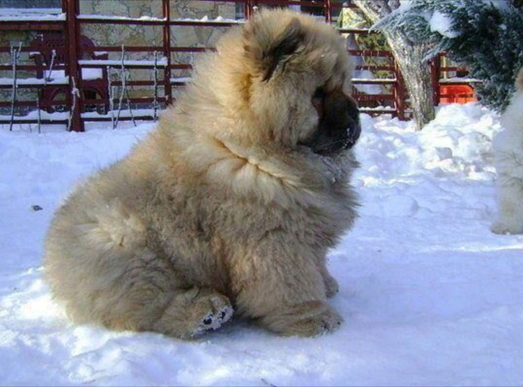 Кавказская овчарка 120 кг