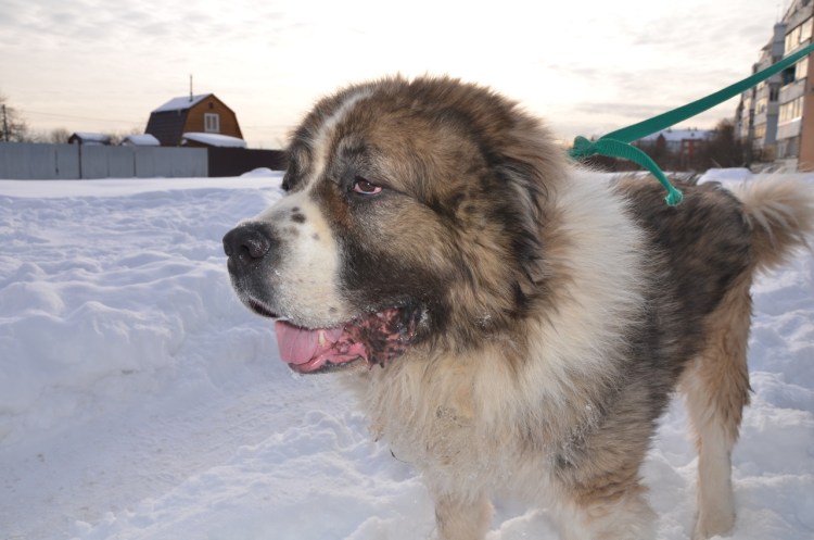 Собака алабай пушистый Кавказская