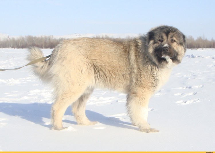 Алабай Миша