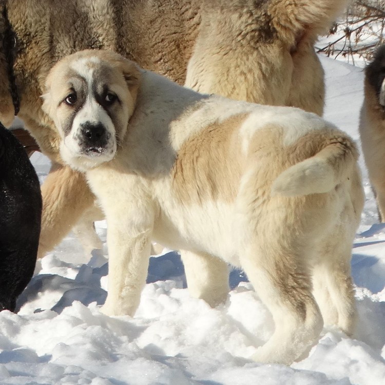 Кавказская овчарка 120 кг