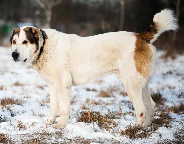 Алабай лапы