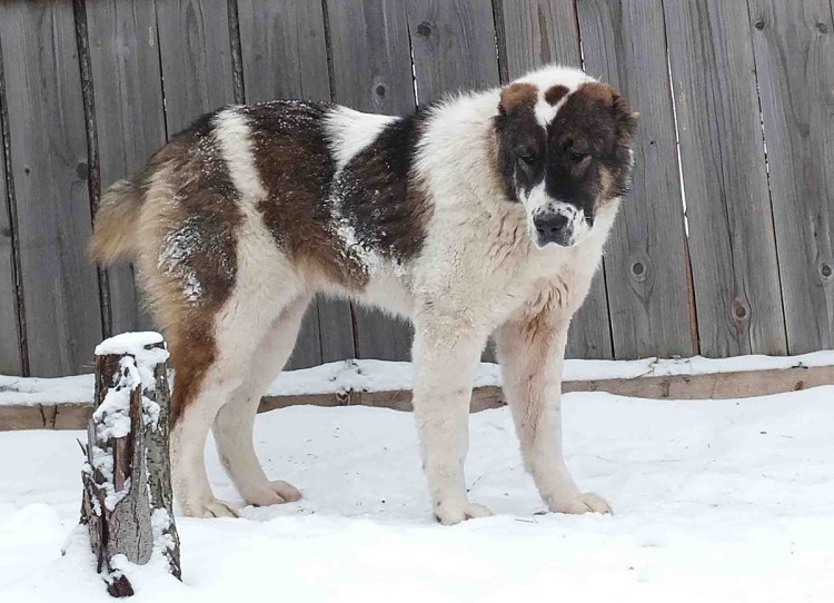 Тибетский мастиф и алабай