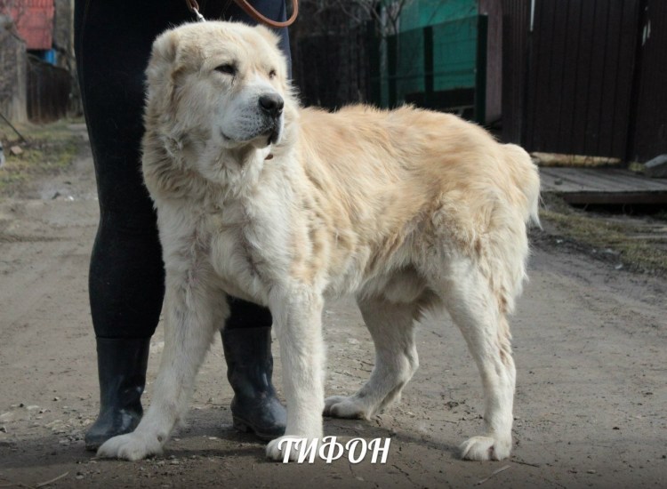 Тибетский мастиф чёрный лохматый