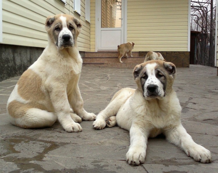 Кавказская овчарка альбинос