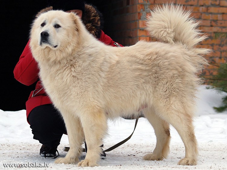 Азиатская овчарка алабай