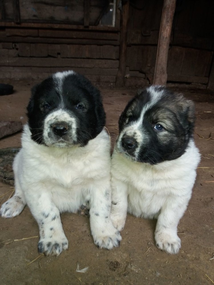 Алабай пушистый