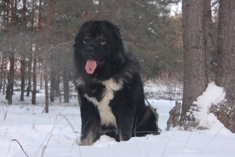 Алабай собака пушистая