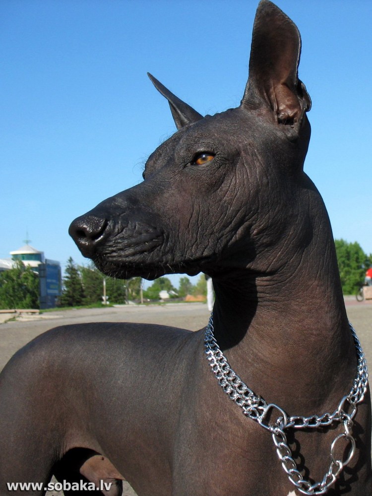 Мексиканский ксоло