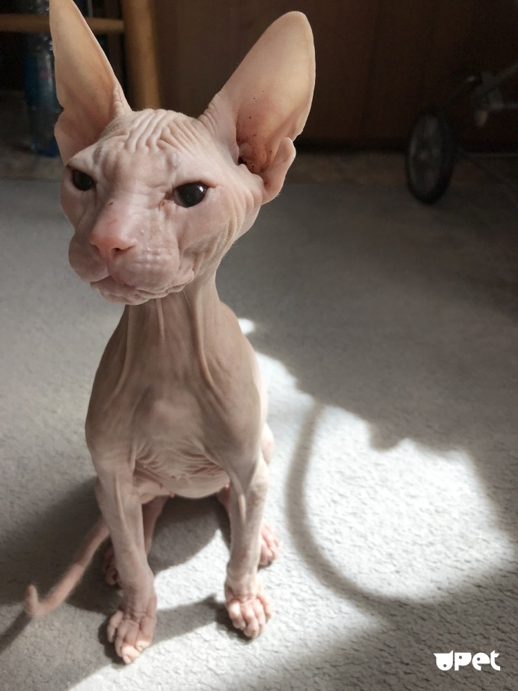 Собака египетских фараонов