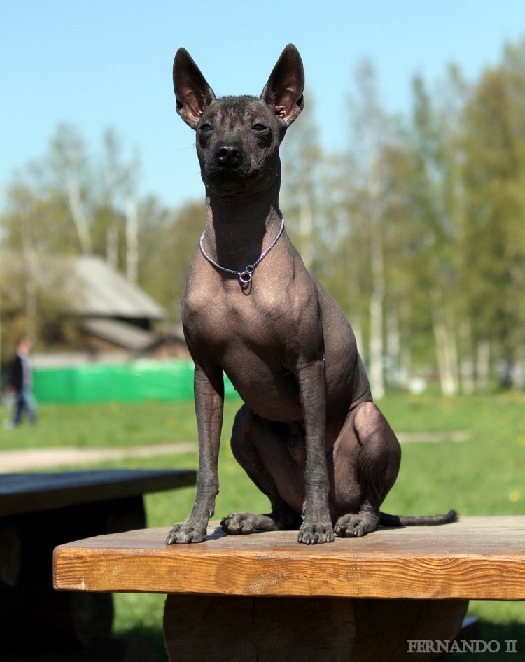 Собака сфинкс ксолоитцкуинтли