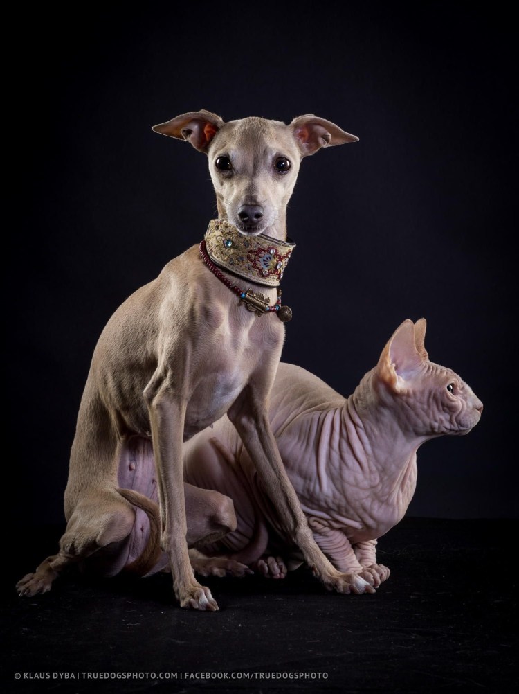 Сфинкс Тима Бертона