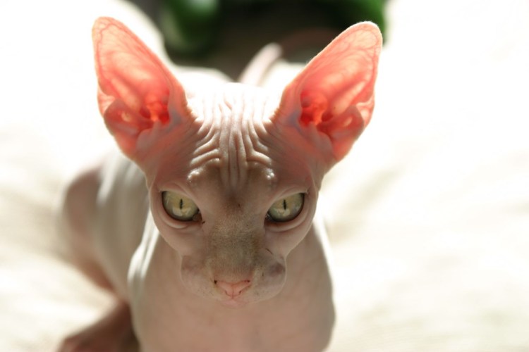 Мексиканская хохлатая собака