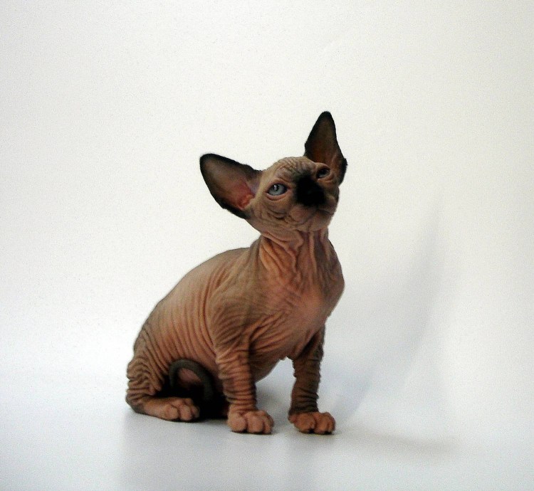 Собака типа сфинкса