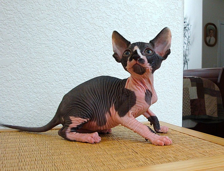 Кошка похожая на сфинкса