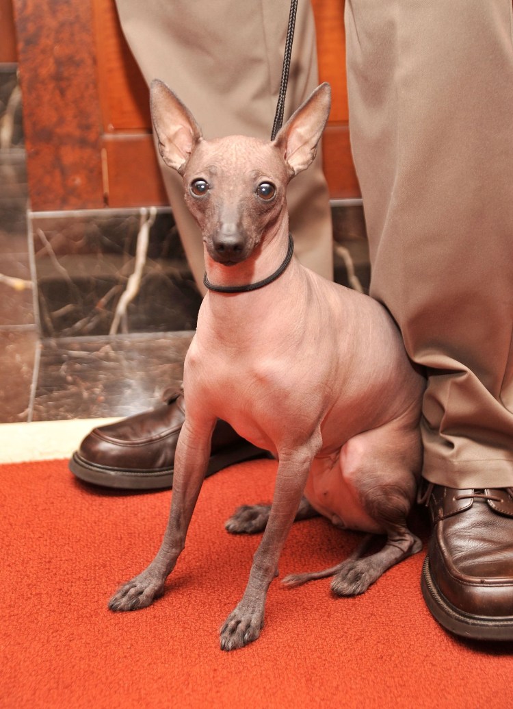 Ксолоитцкуинтли и сфинкс