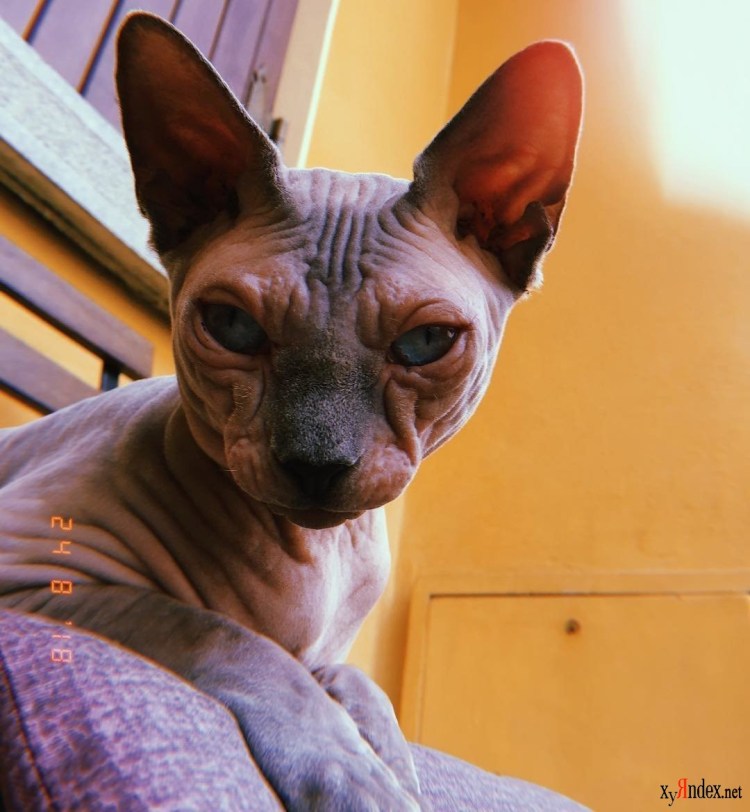 Мексиканский ксоло собака