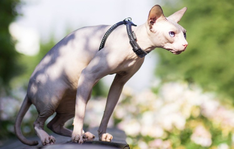 Сфинкс фавн