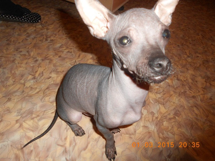 Кошка похожая на сфинкса