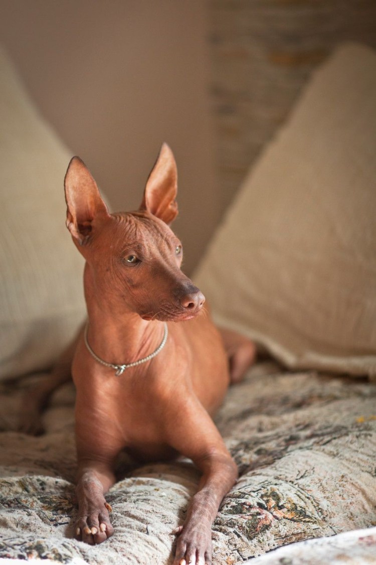 Ксоло рыжий