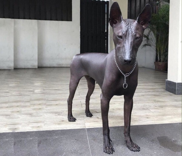 Ксоло Анубис