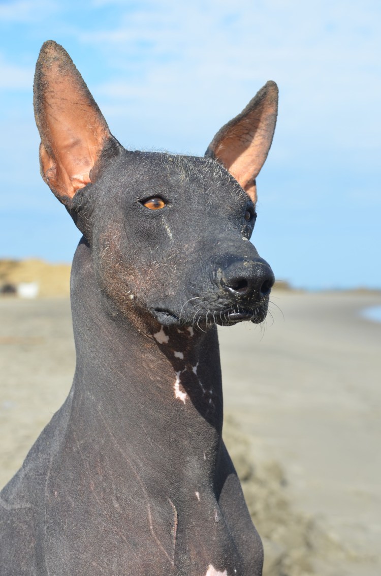 Лысая собака сфинкс