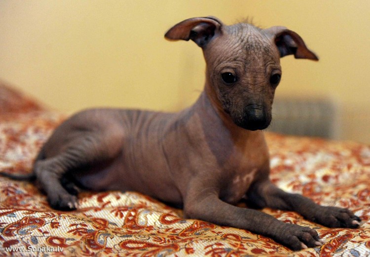 Кот грузин порода Ориентал