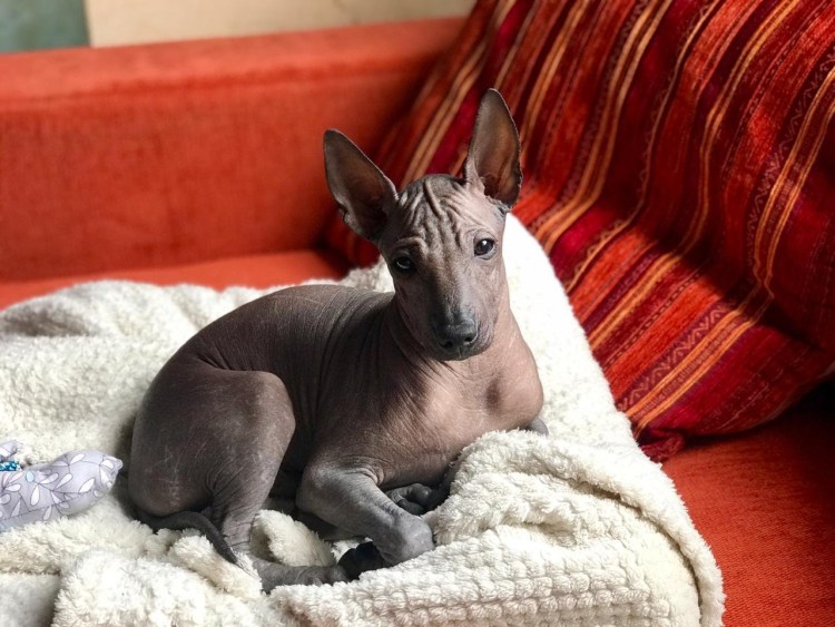 Мексиканский ксоло