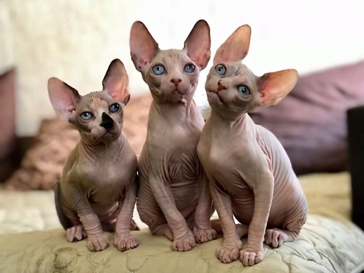 Лысые собаки сфинксы