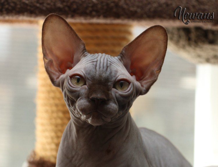 Перуанская Орхидея инков