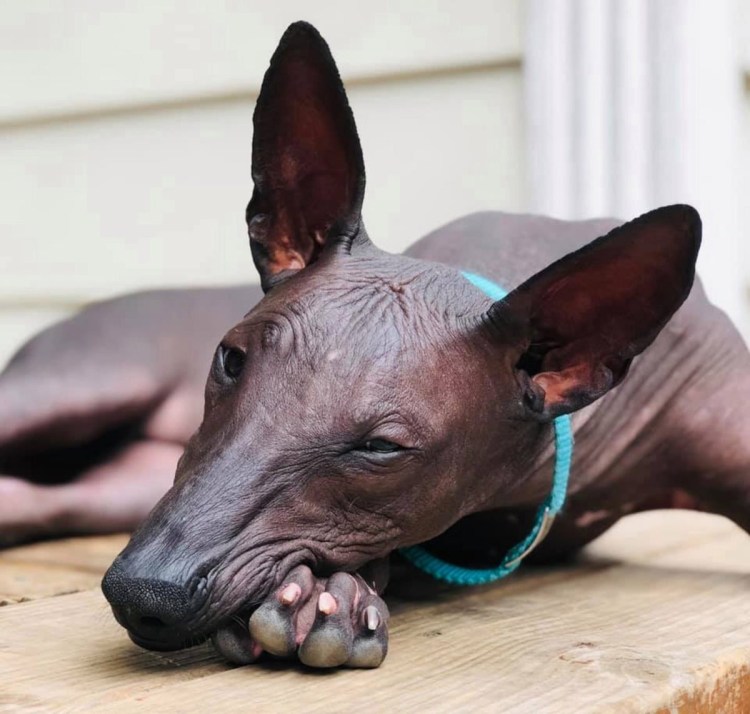 Собака Анубис ксолоитцкуинтли