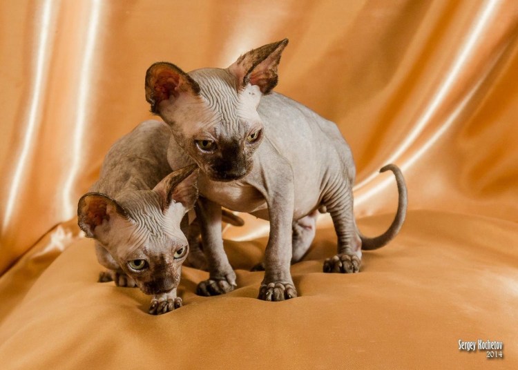 Сфинкс порода кошек