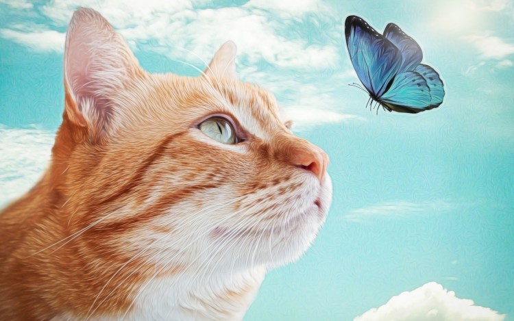 Котенок с бабочкой