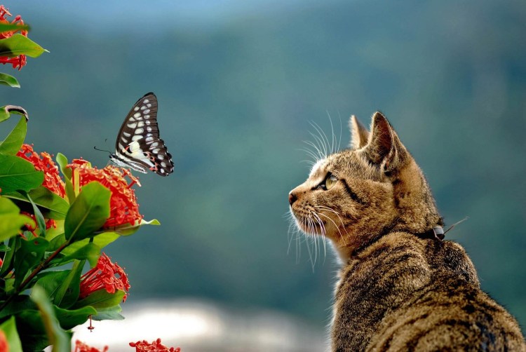 Кот и цветы