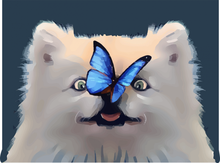 Котенок с бабочкой на носу фотошоп