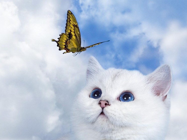 Котик с бабочкой на носу