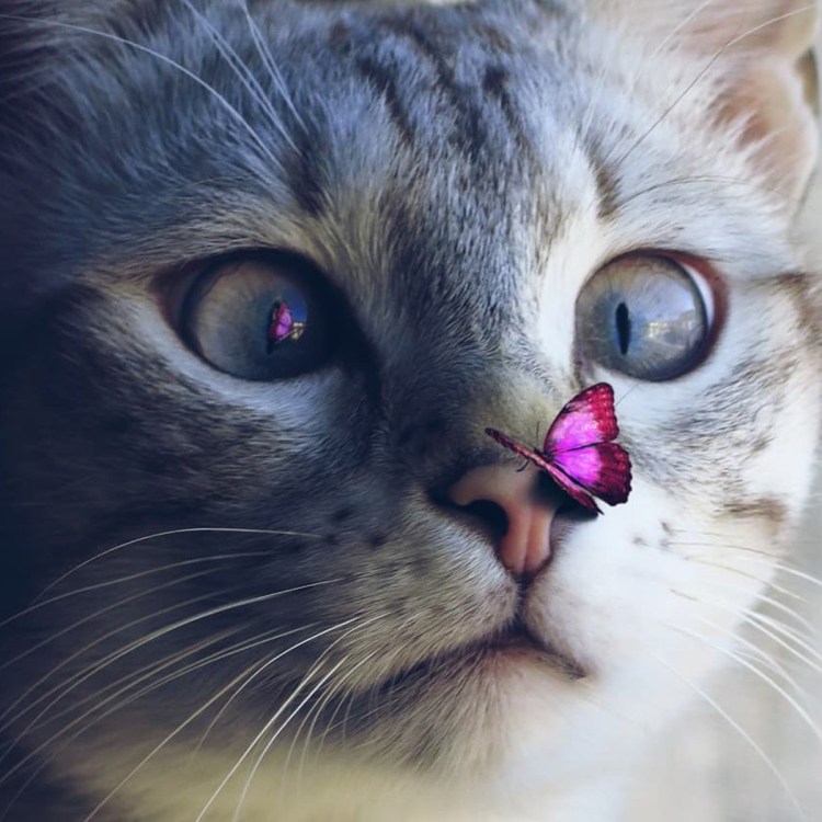 Бабочка на носу