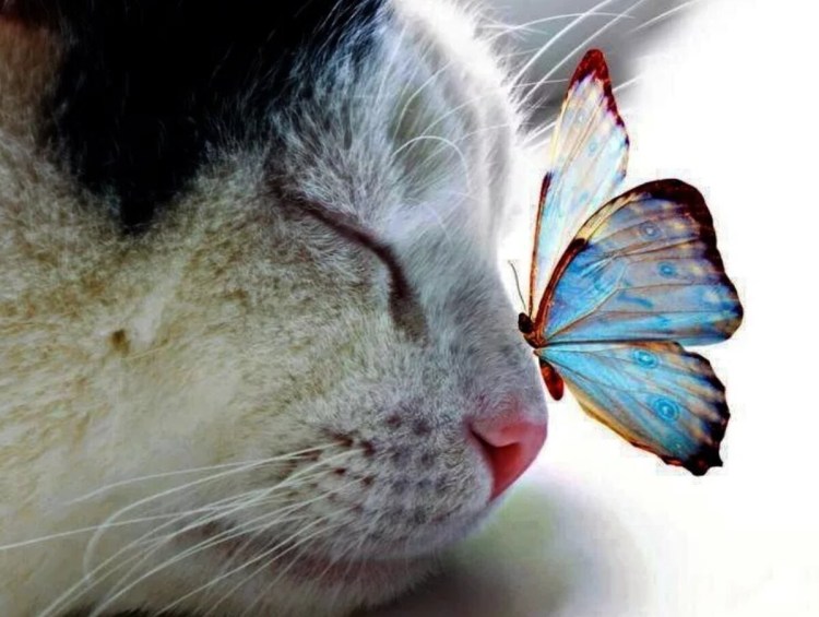 Красивые кошки с бабочками