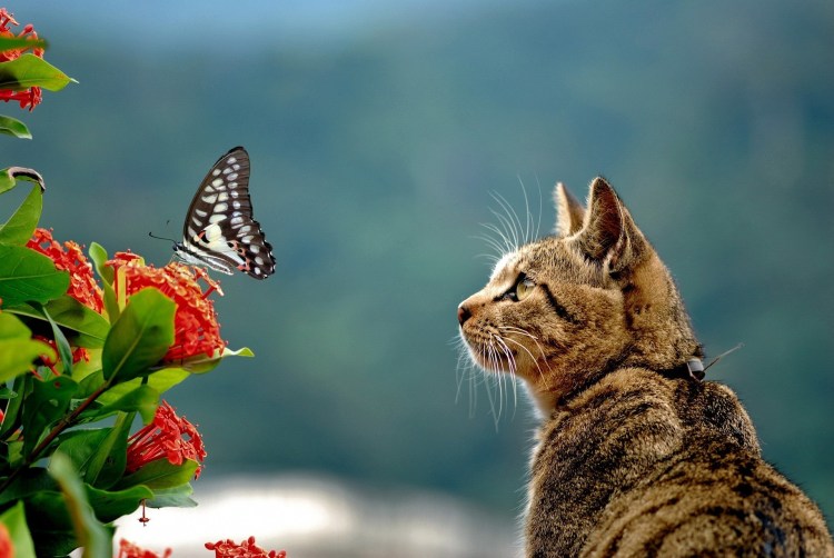 Тигр с бабочкой на носу