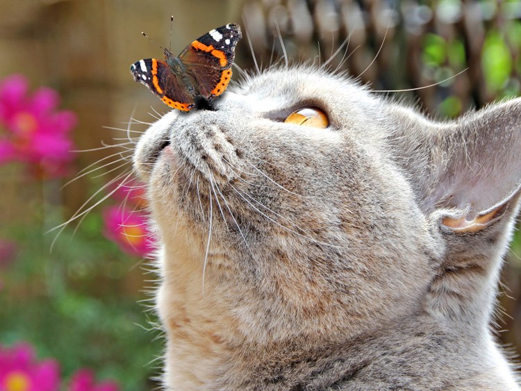 Кошка с бабочками