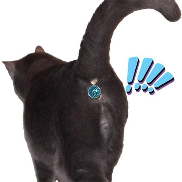 Кошачий хвост полосатый