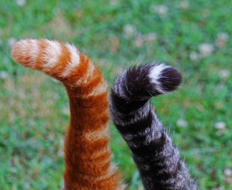 Хвост для ролевых игр