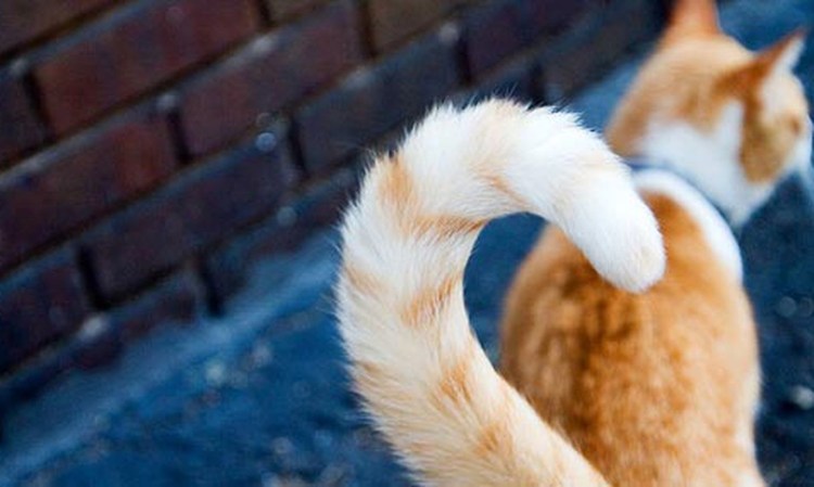 Ушки и хвостик