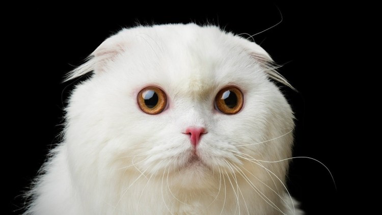 Хайленд фолд белый